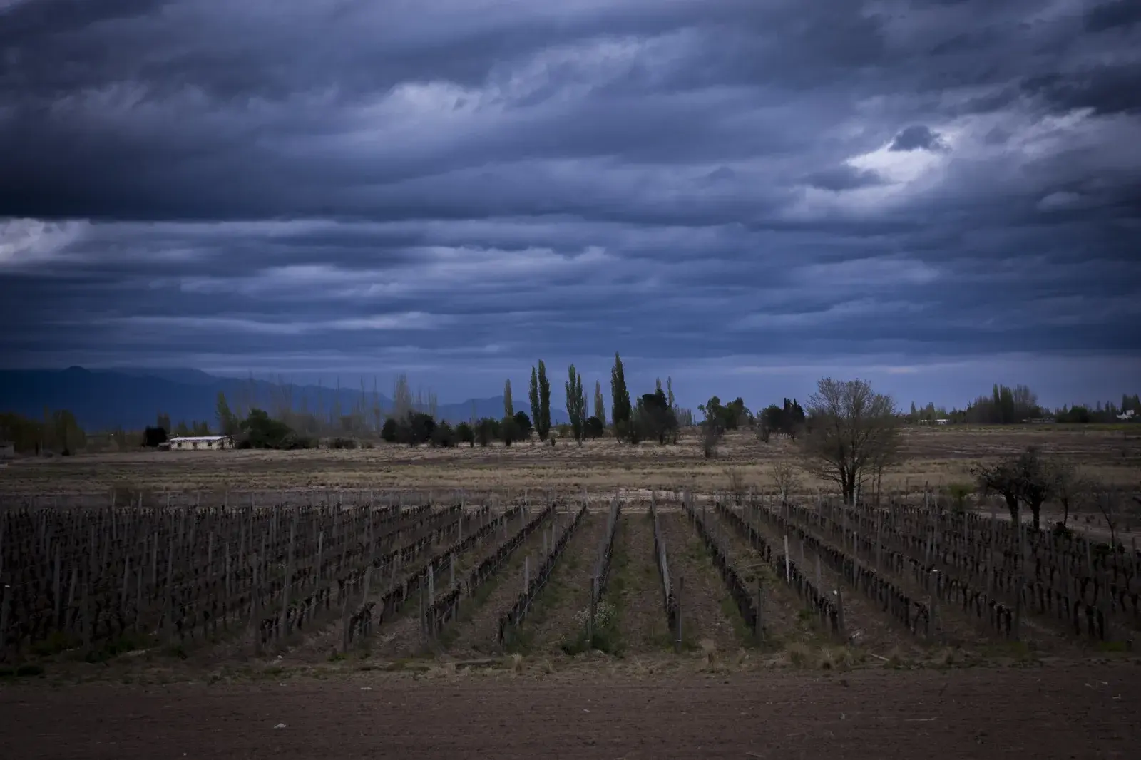 Viñedo mendocino con la cordillera de los Andes y cielo de tormenta