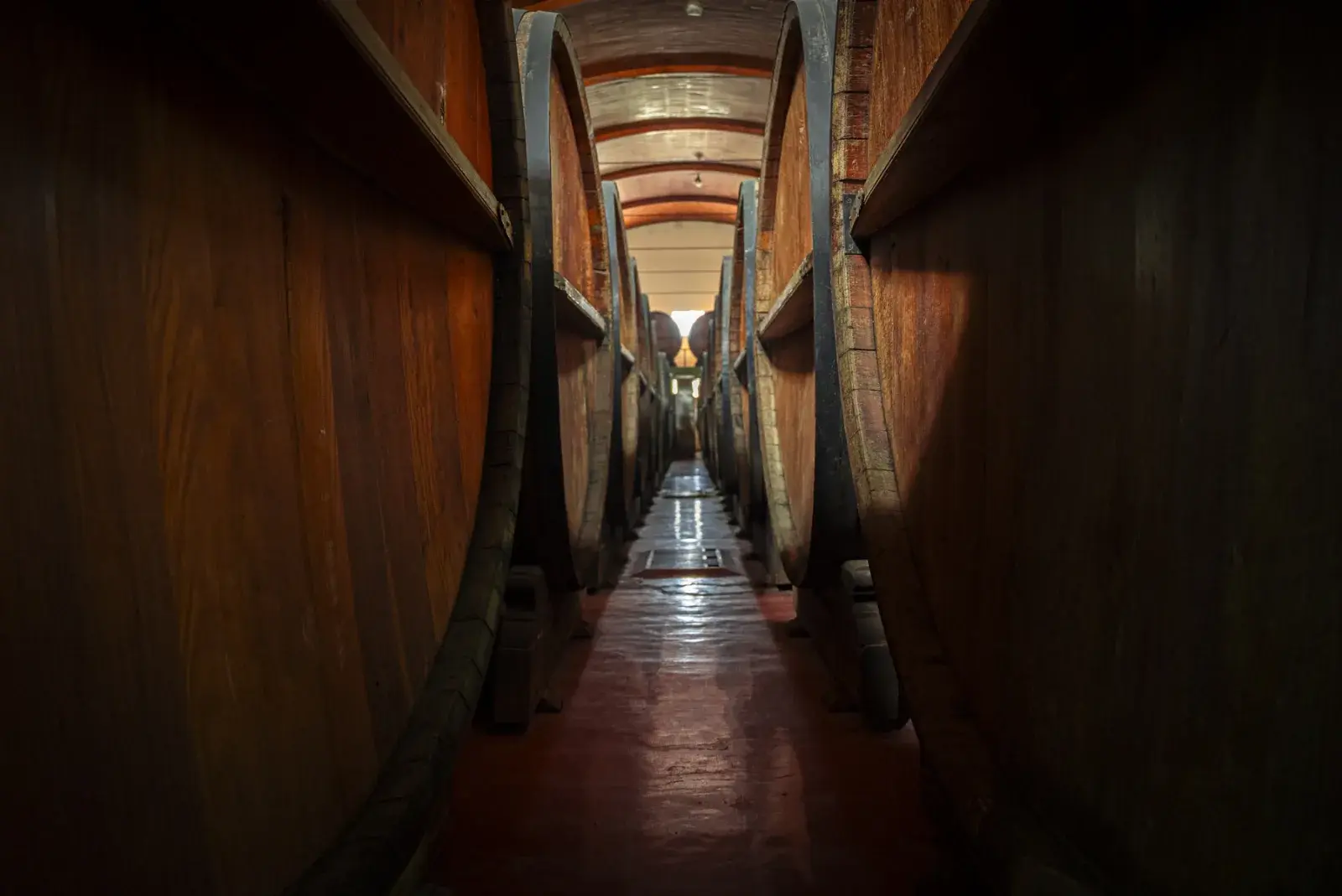 Hilera de toneles de roble en la cava de una bodega de Mendoza